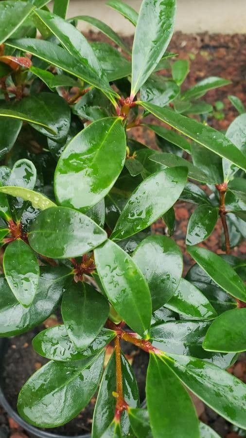 Ternstroemia 8