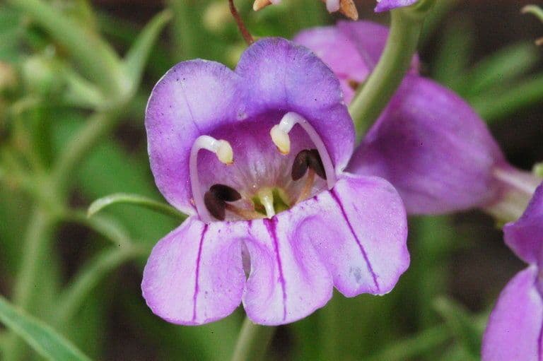 Penstemon 2