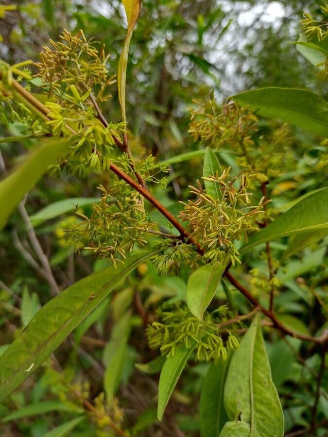 Dodonaea triquetra 3