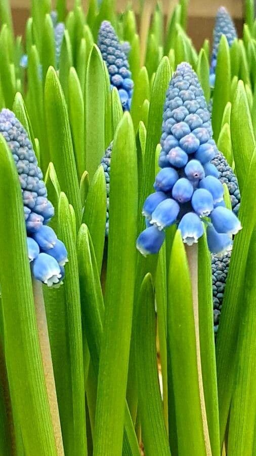 Muscari azzurro 17