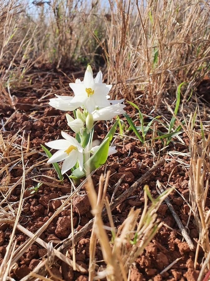 Clorofito 14