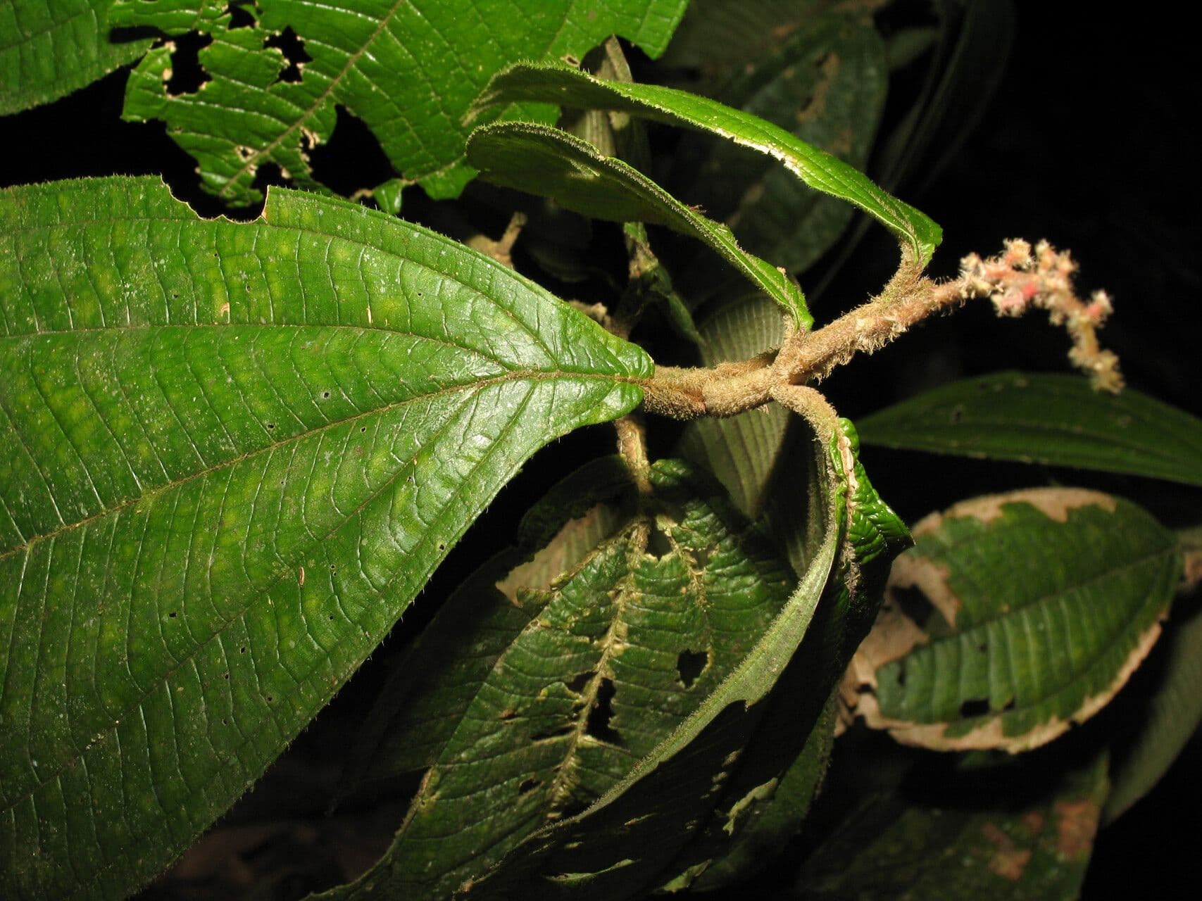 Miconia 3