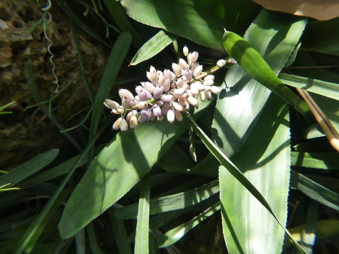 Aechmea 15