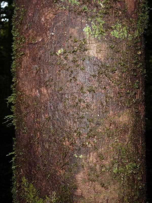 Margaritaria nobilis 16