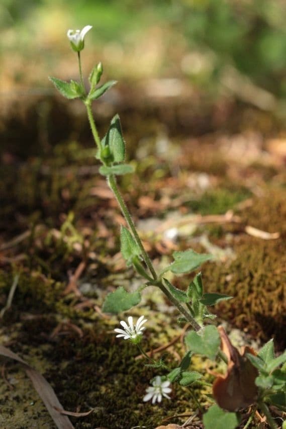 Stellaria cuspidata 8