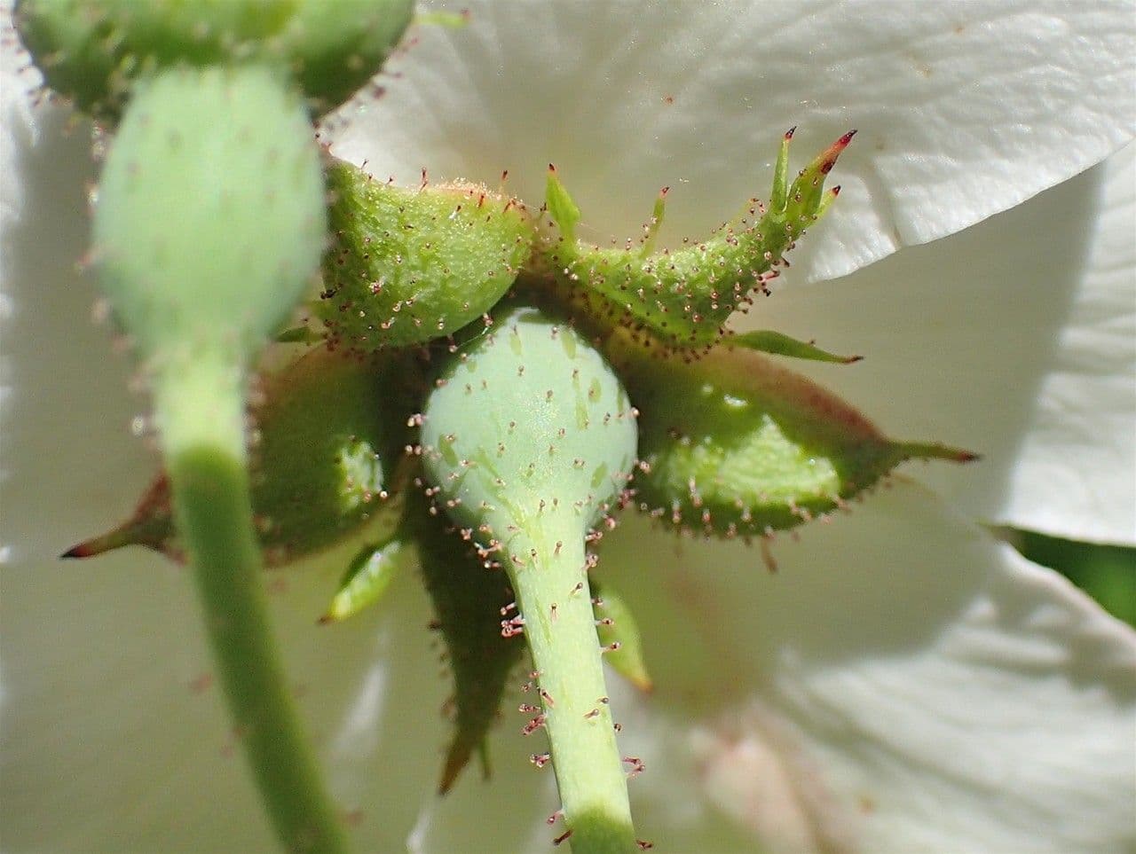 Immergrüne Rose 3