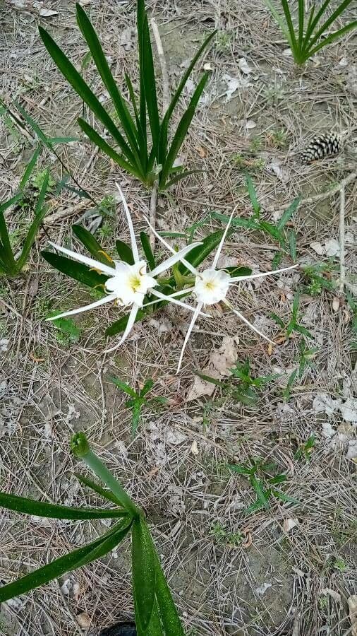 Hymenocallis 3