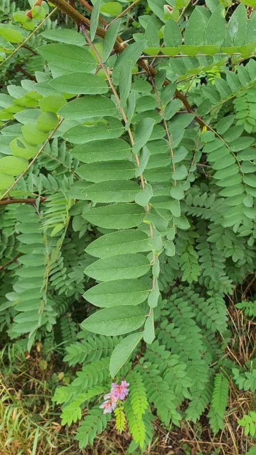 Robinia viscosa 11