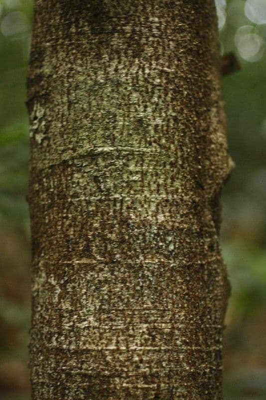 Cupania 2