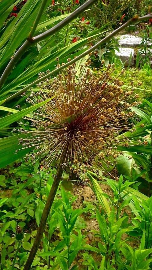 Aglio 2