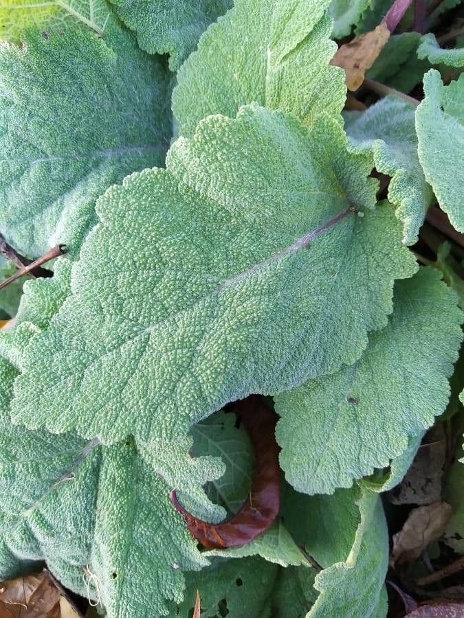 Šalvia muškátová 18