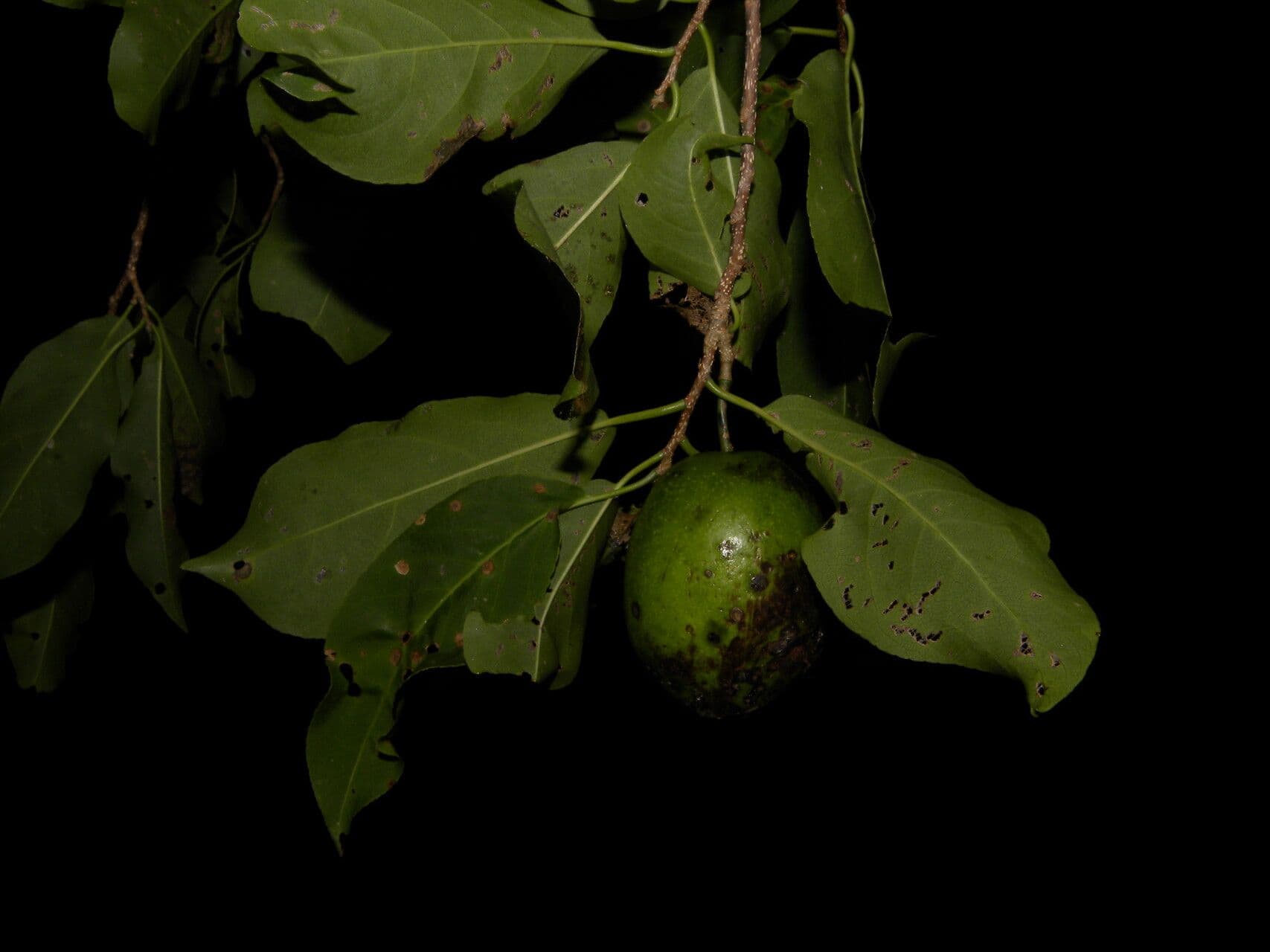 Casearia tremula