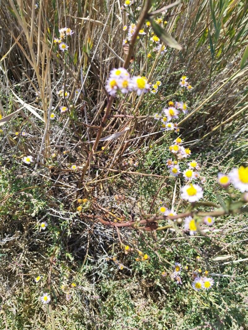Aster solny 28