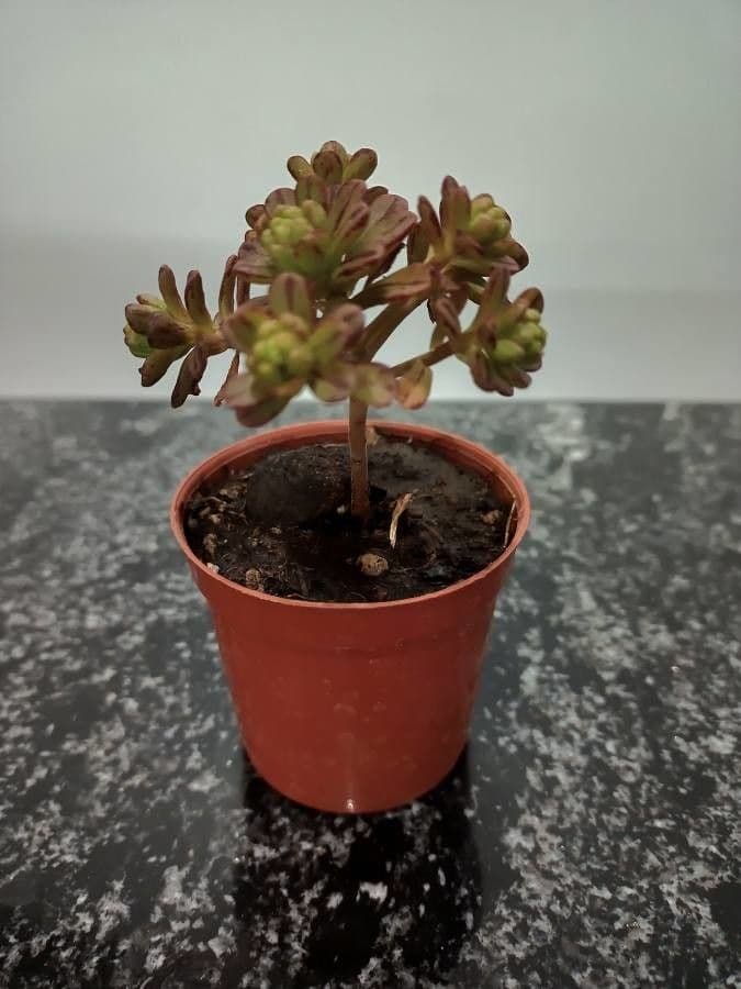 Aeonium sedifolium 14