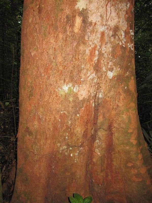 Maytenus 11