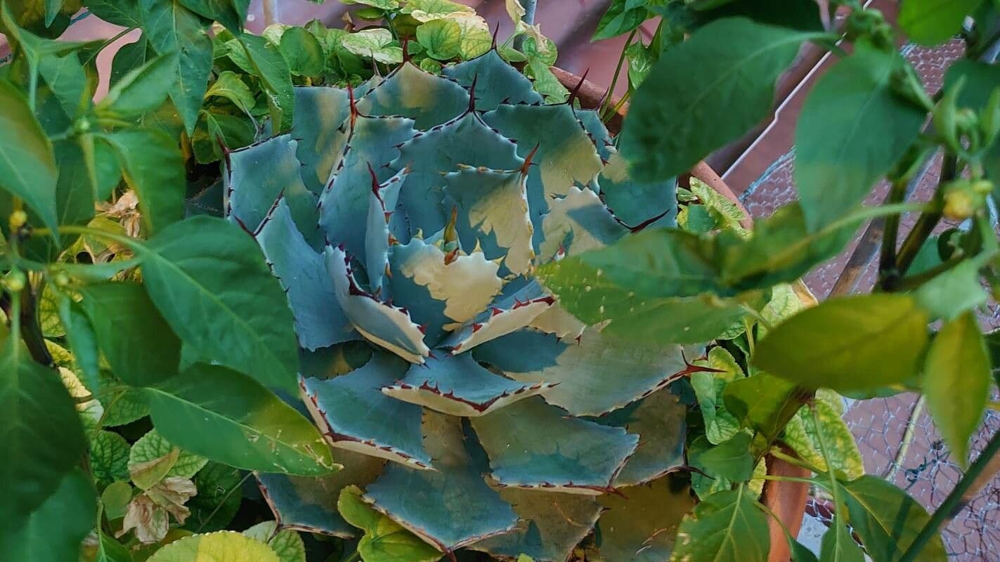 Agave 4