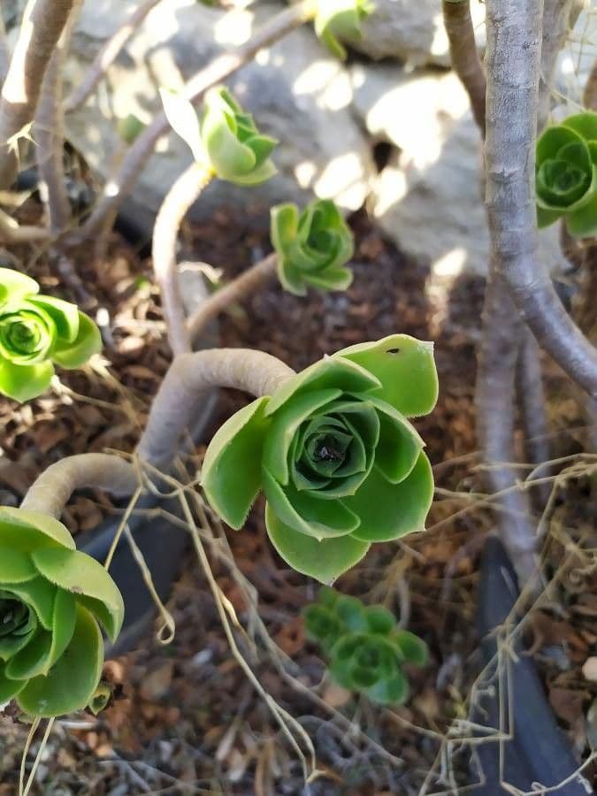 Aeonium 2