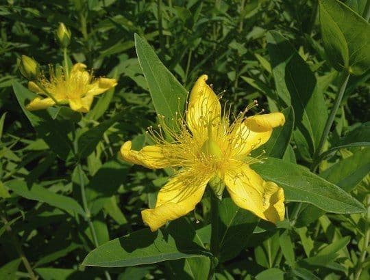 Millepertuis ascyron 5