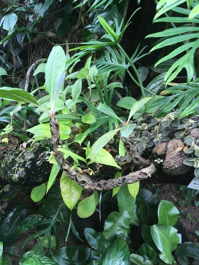 Myrmecodia 2
