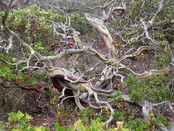 Arctostaphylos