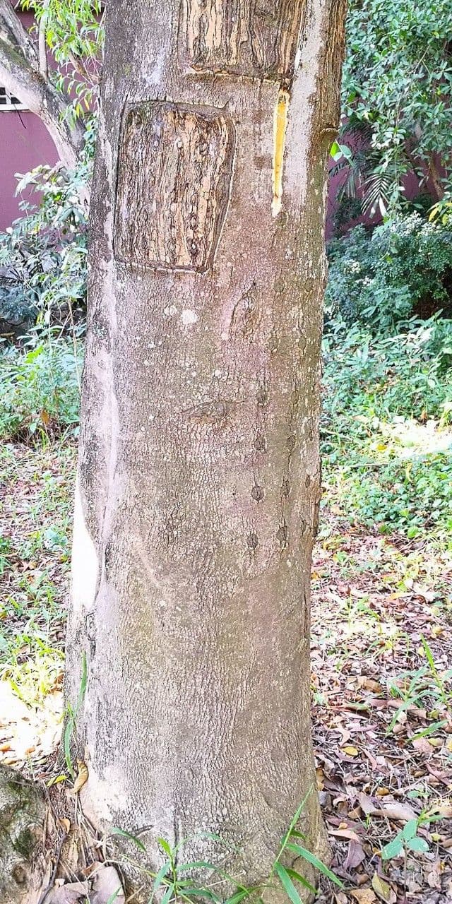 Orlí strom čínský 13