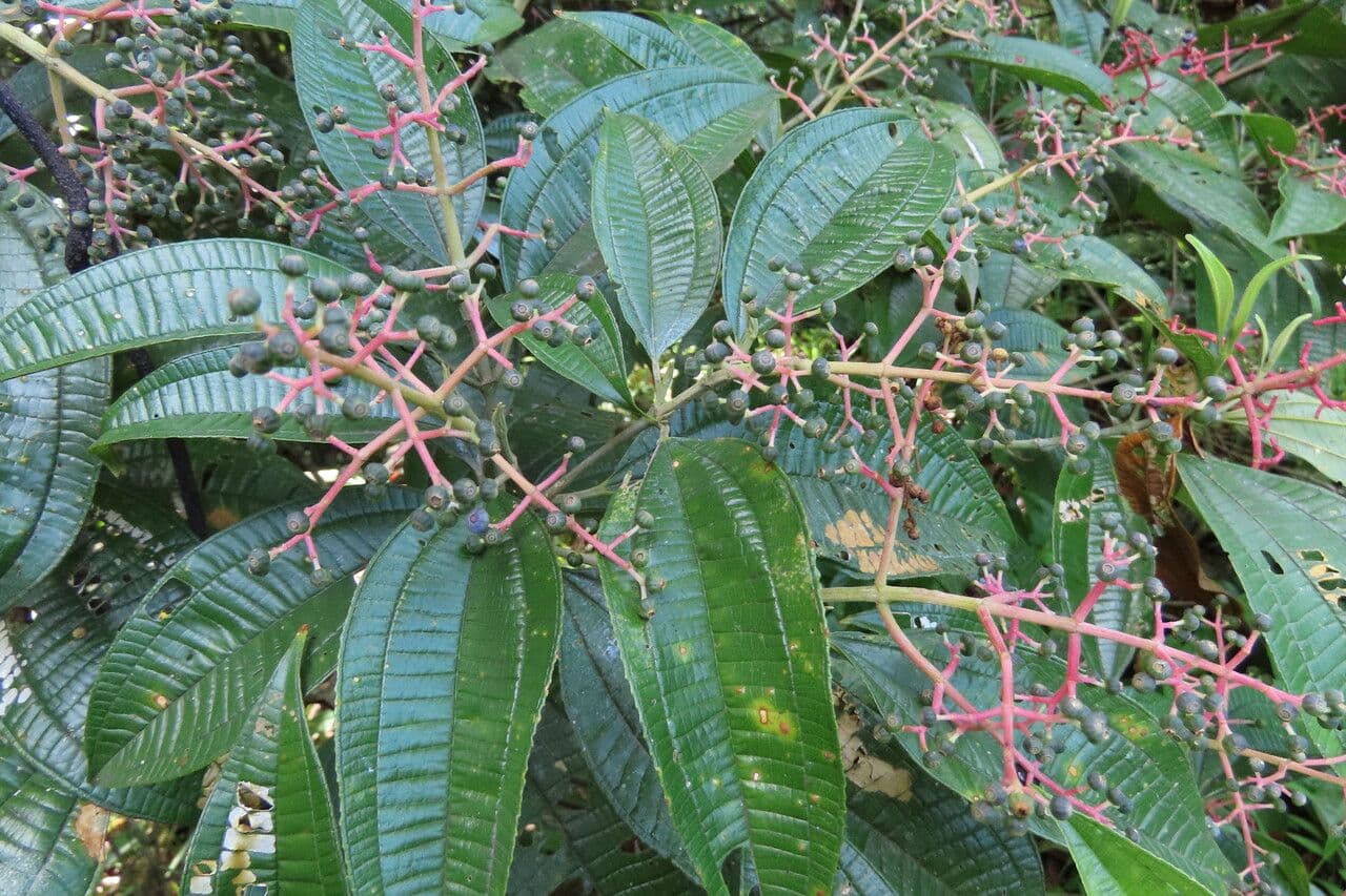 Miconia affine 18