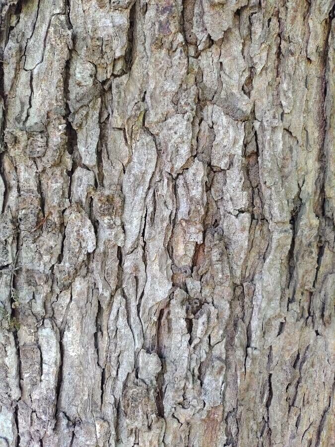 Cola acuminata 10