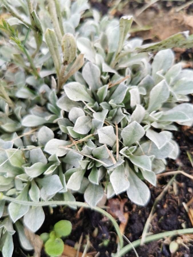Antennaria parvifolia 14