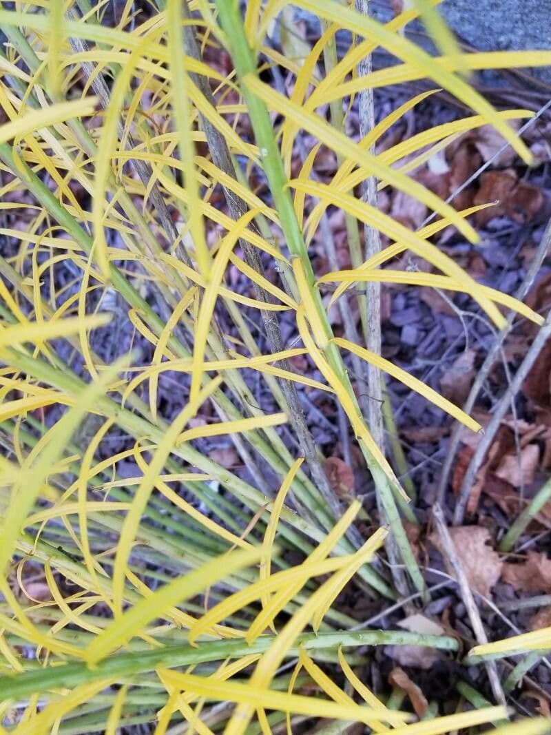 Amsonia 17
