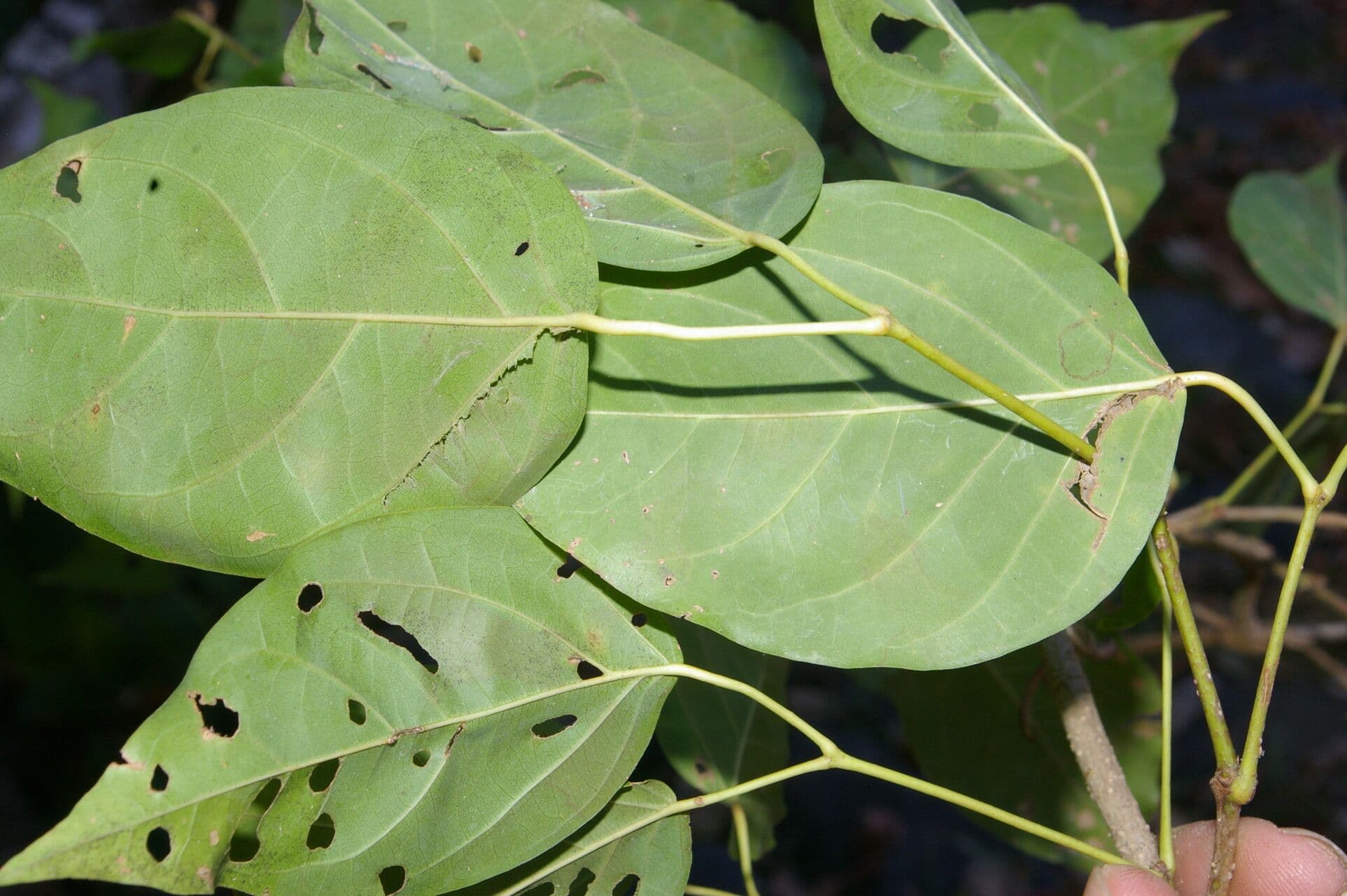 Dolichandra quadrivalve 2