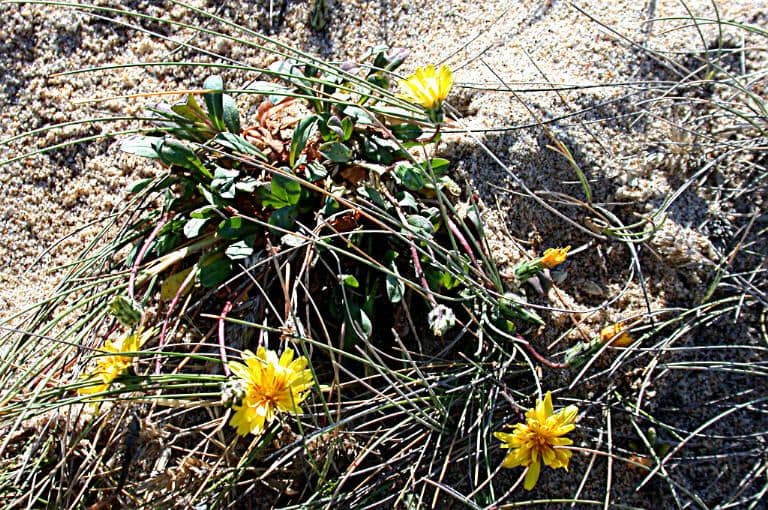 Agoseris apargioides 10