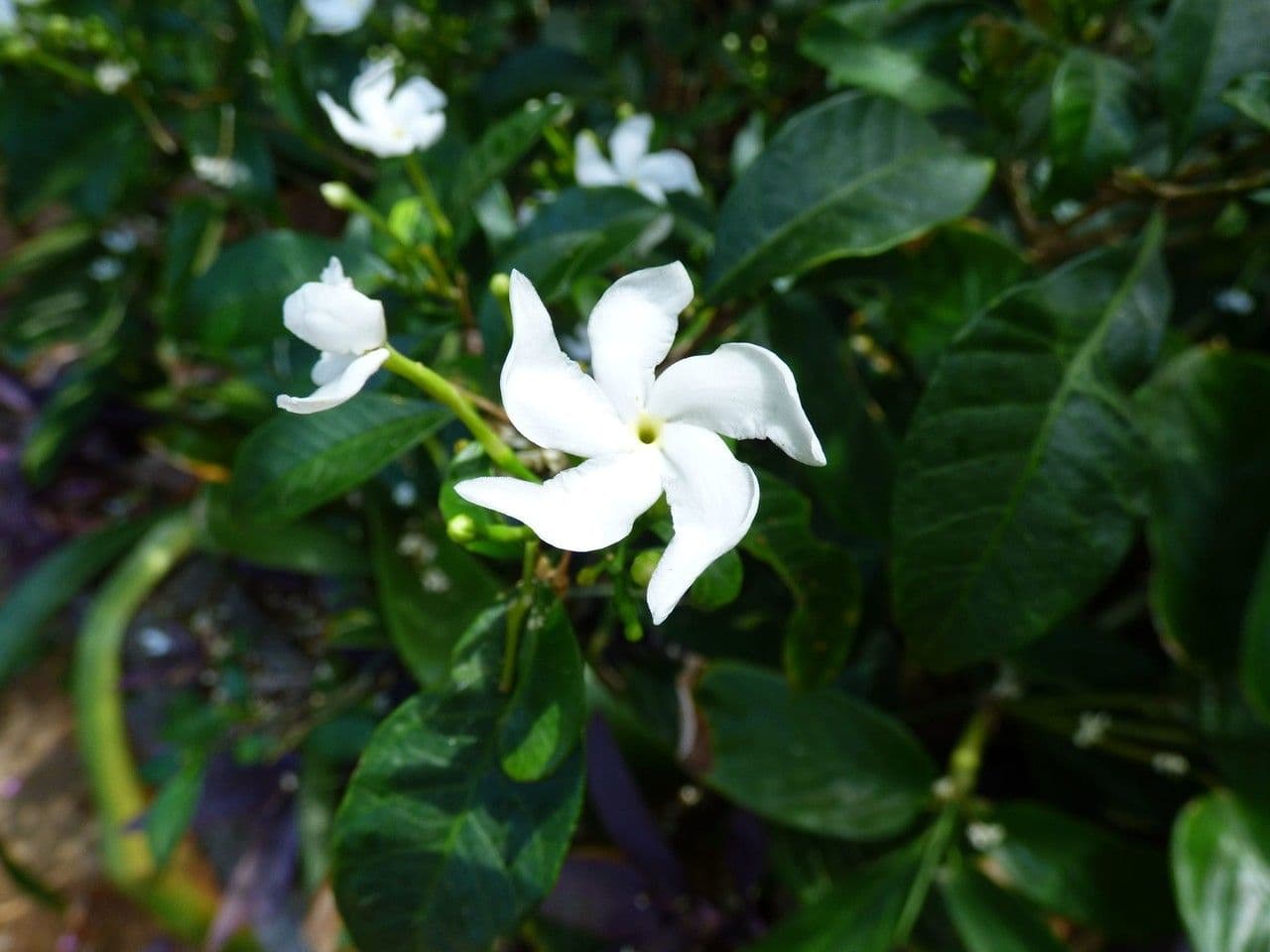 Tabernaemontana 6