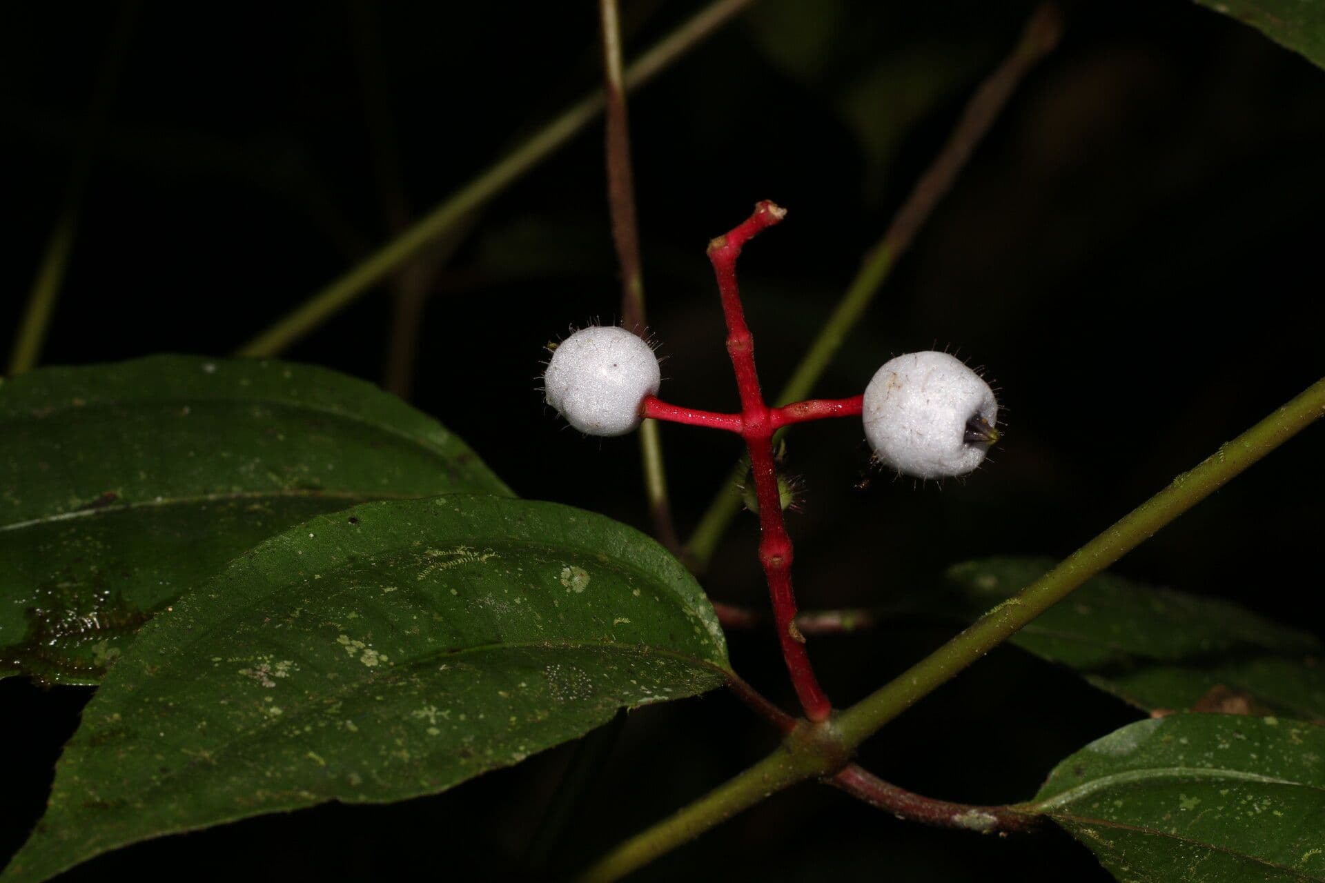 Miconia 3