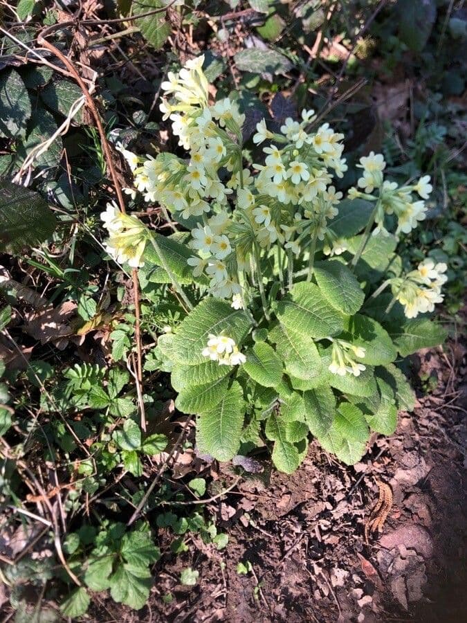 Primula maggiore 23
