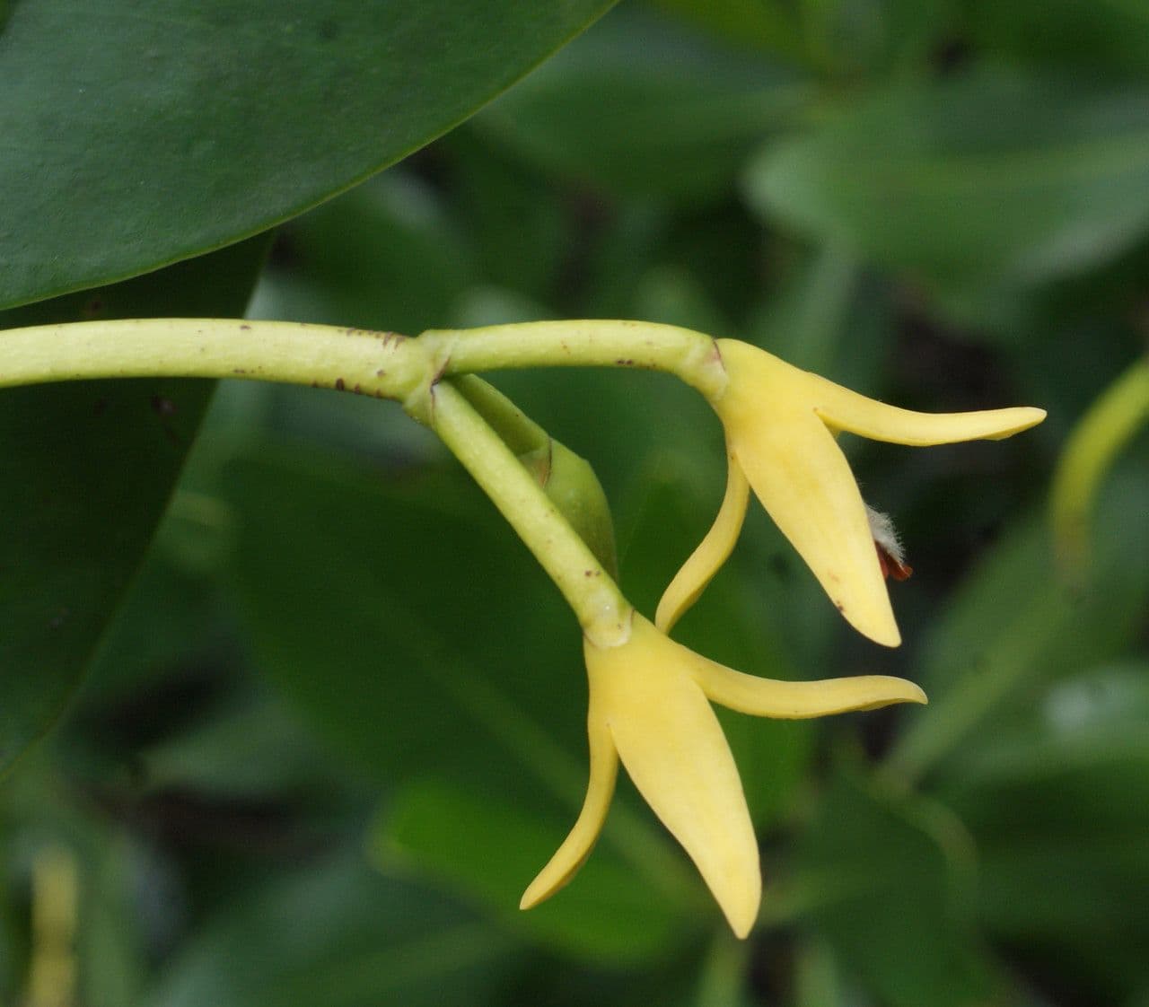 Mangrovia rossa 7