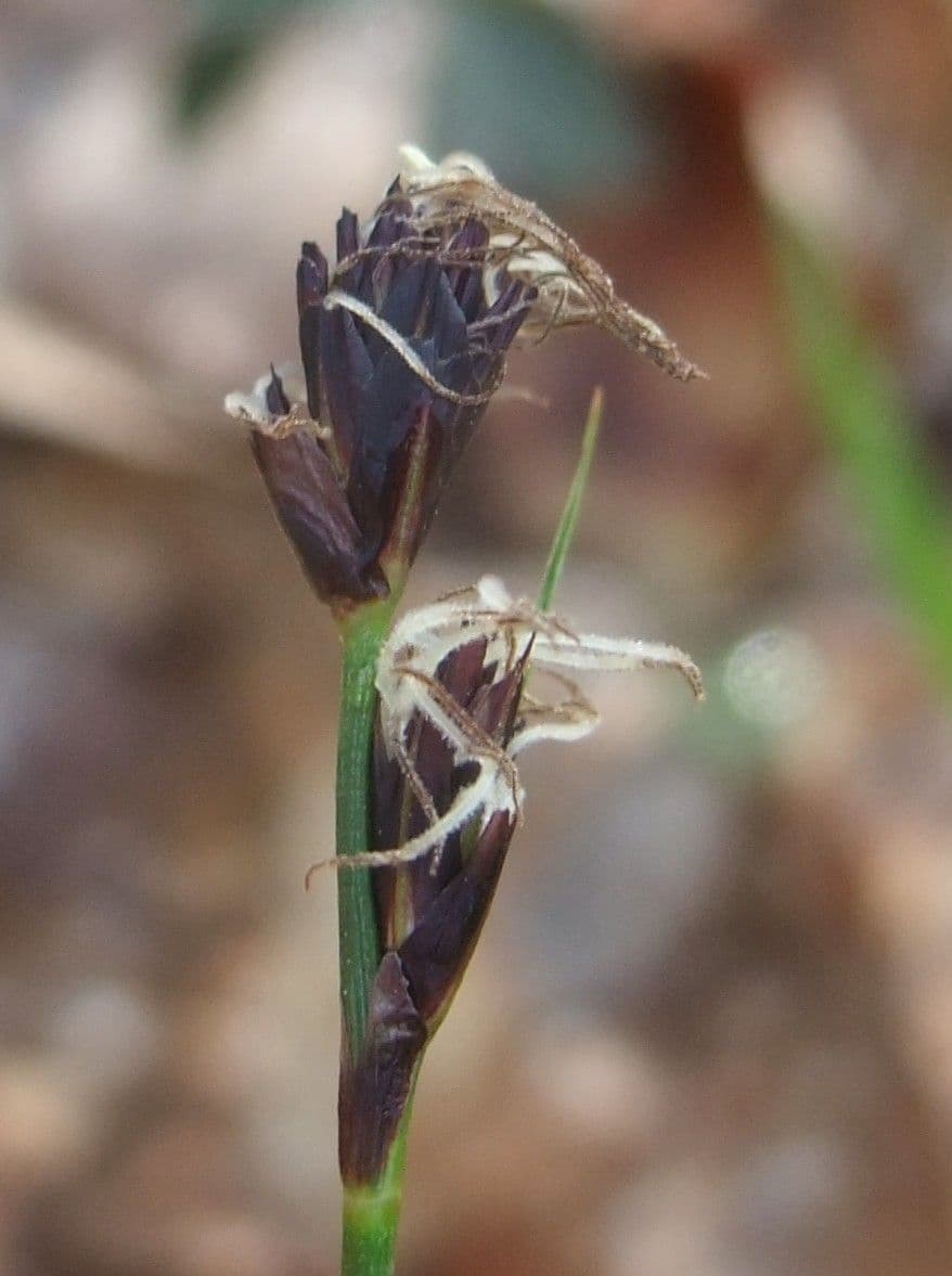 Berg-Segge 7