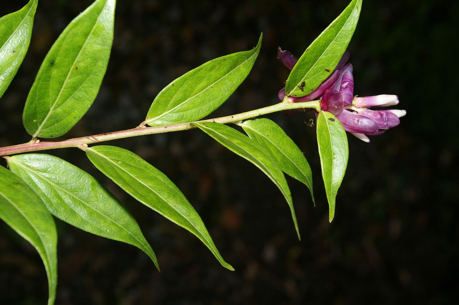 Cavendishia 6