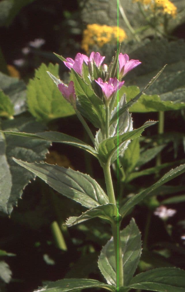 Epilobium alpestre 16