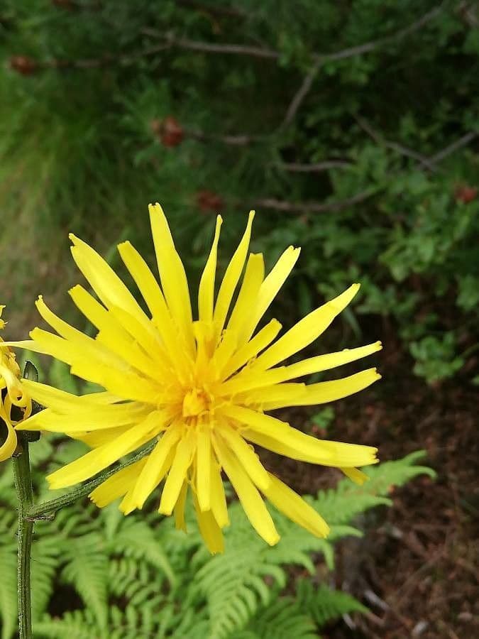 Crepide siberiana 2