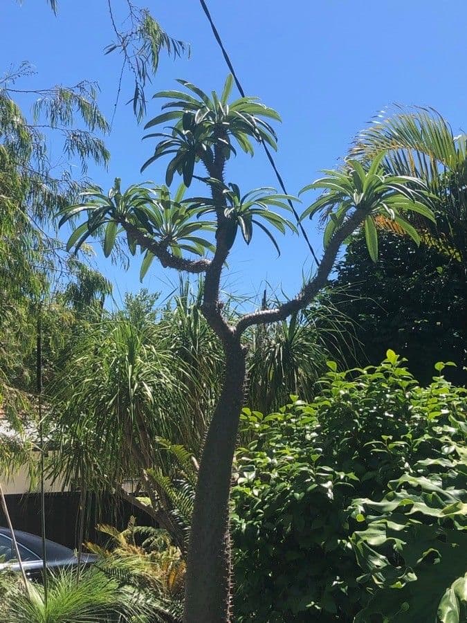 Pachypodium 10