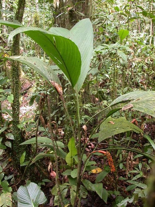 Chamaedorea 5