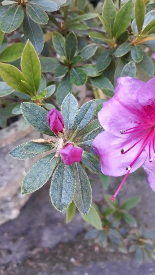 Rhododendron 29