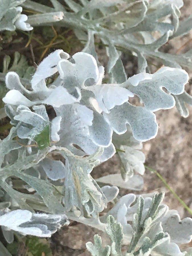 Senecio grigio 17