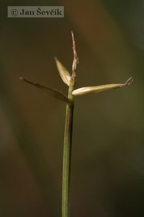 Carice pauciflora 7