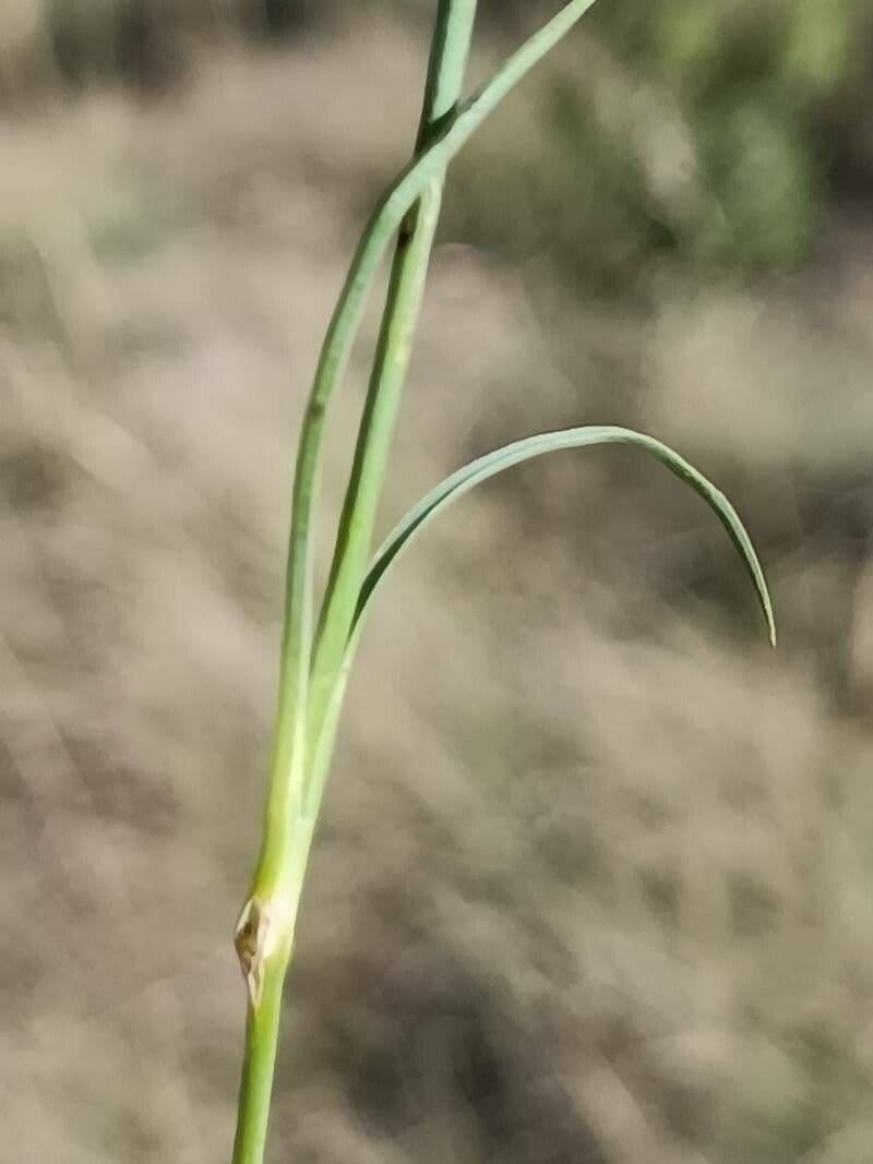 Garofano 11