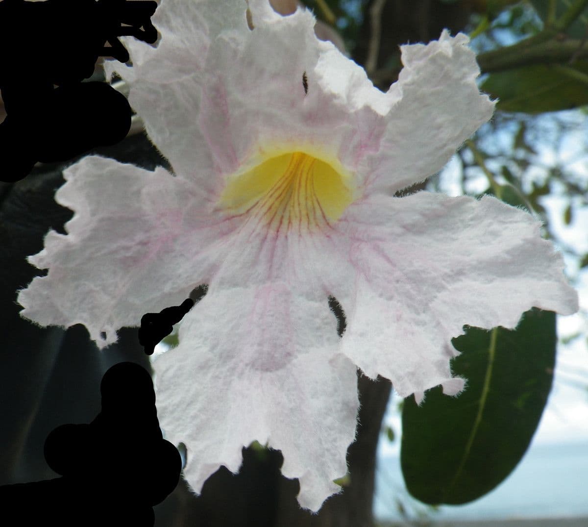 Tabebuia bledá 7