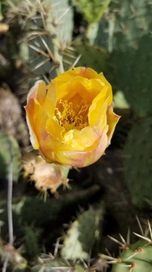 Nopal de espinas marrones 6