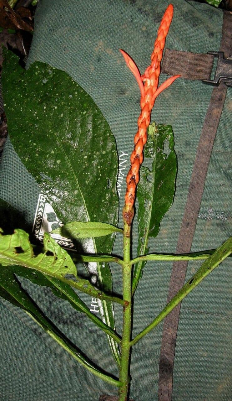 Aphelandra 8