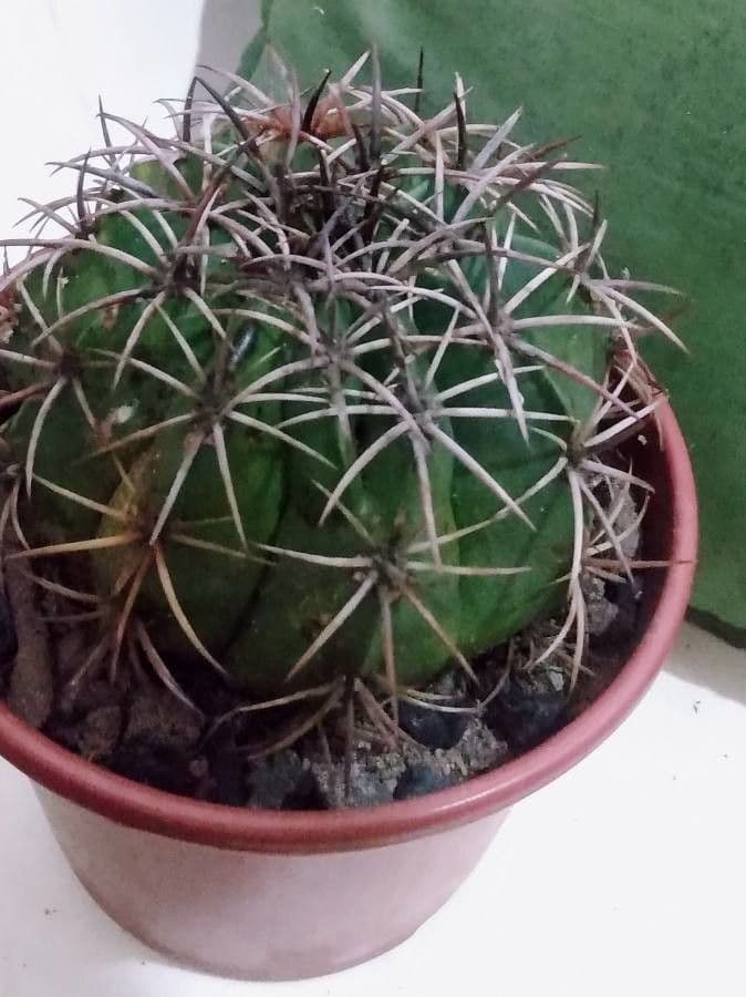 Melocactus 11