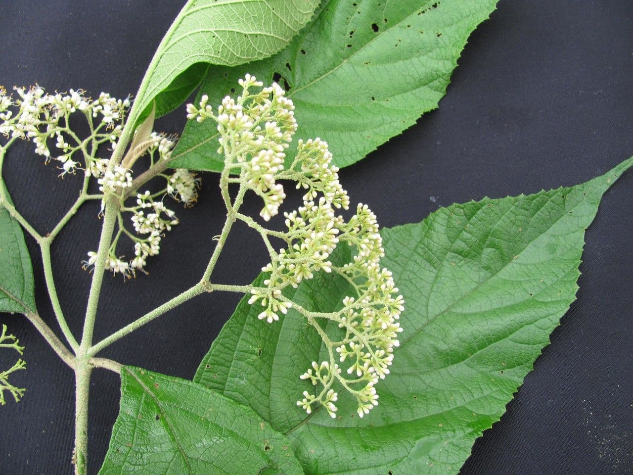 Callicarpa 22